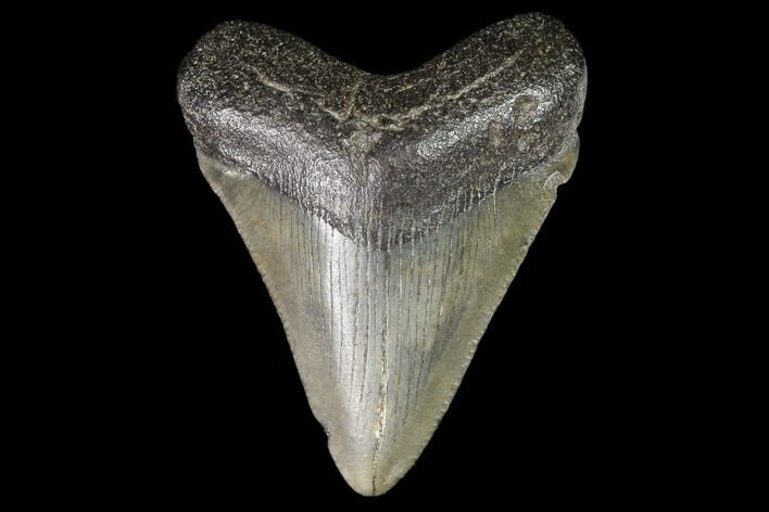 Juvenile Megalodon Tooth - Georgia #101358